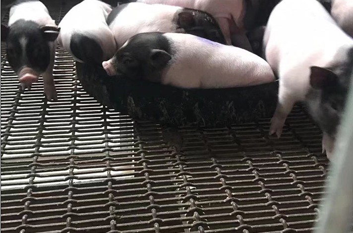 养电子游艺网站
建议用什么样的漏粪网？