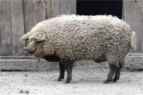 猪病治疗:这些猪病这么治了效果竟能这般好