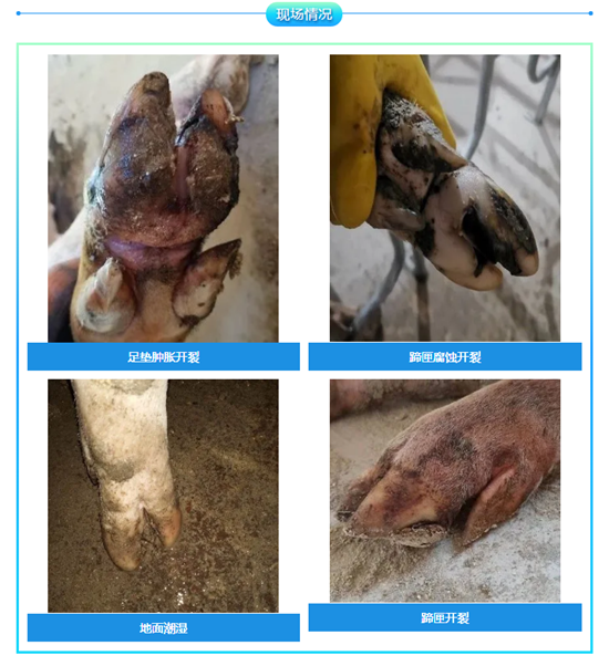 电子游艺网站
腐蹄病的控制与预防（附解决方案）