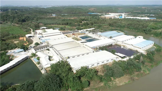 场长现身说法！2500头母电子游艺网站
用秀博猪精更新猪群