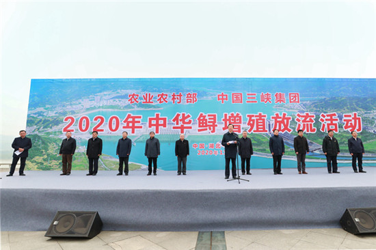 农业农村部与三峡集团开展中华鲟增殖放流活动