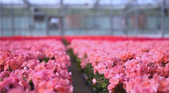 花卉蔬菜两大产业集群成为云南乡村产业发展高地