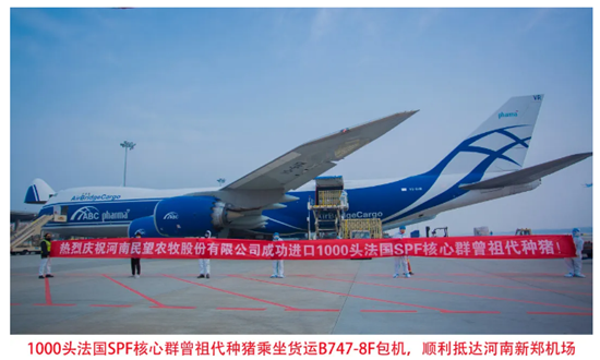 河南民望农牧成功进口1000头法国SPF核心群曾祖代种猪！