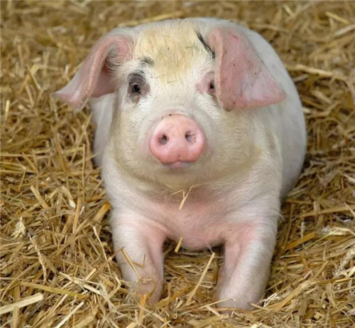 不同阶段出现的繁殖问题原因,你知道吗?