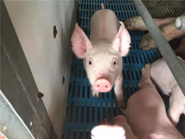 贰零贰零 灾难清零 贰零贰壹 逆境强基——深度剖析母仔猪营养一体化