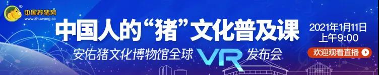 看直播，拿精美礼品，了解穿梭千年的猪文化