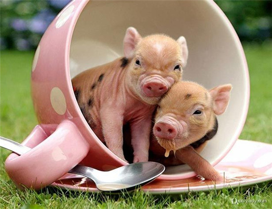 生猪价格持续下跌！节前会吃到便宜的电子游艺平台吗？