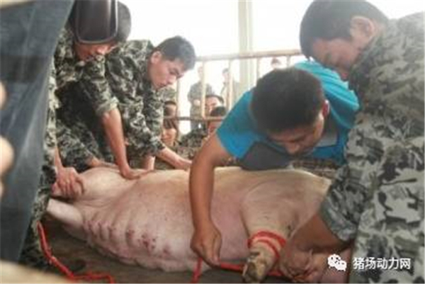 中国电子游艺网站下载安装
