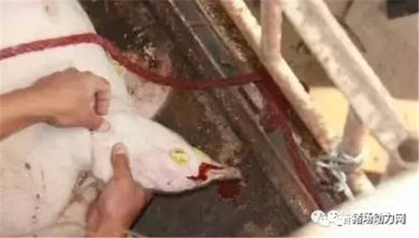 中国电子游艺网站下载安装
