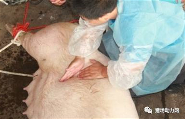 中国电子游艺网站下载安装
