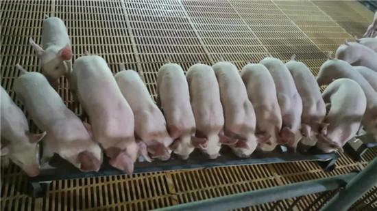 猪寄生虫病的治疗方法大全