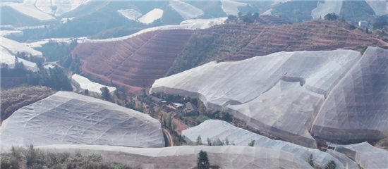 合伙养猪│赖运东：单批净赚30万，投资回报率150%，我非常满意！