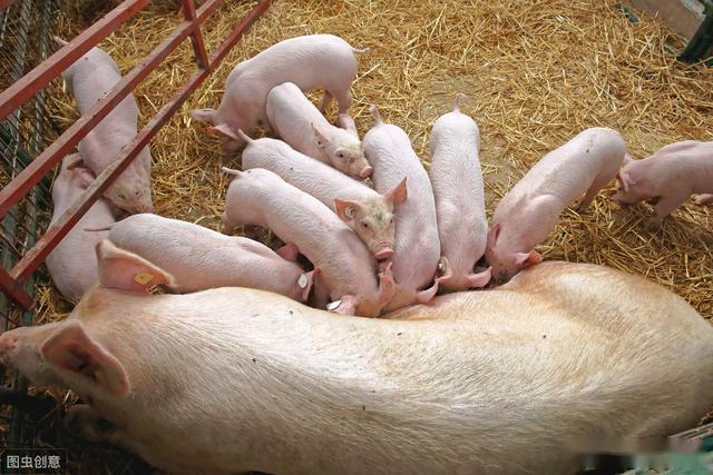 母猪产后食欲不振咋办?
