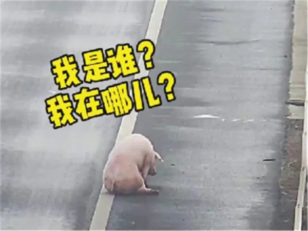 中国电子游艺网站下载安装