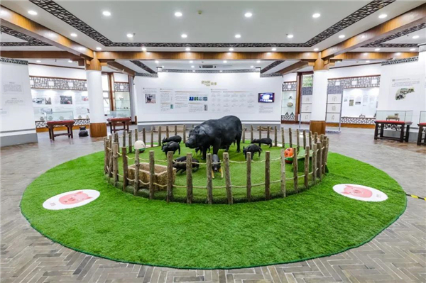 　猪文化博物馆猪标本和猪叫声互动区