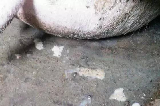 治疗母猪子宫内膜炎要避免走入误区,这样治疗简单有效