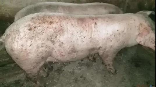 什么是猪寄生虫病？猪寄生虫病常见的有哪些？