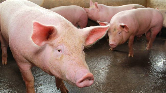 猪价连续四周下滑！二师兄身价不再？