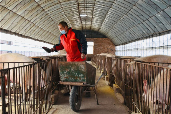 退役军人回乡养猪 年入200万过上红火日子