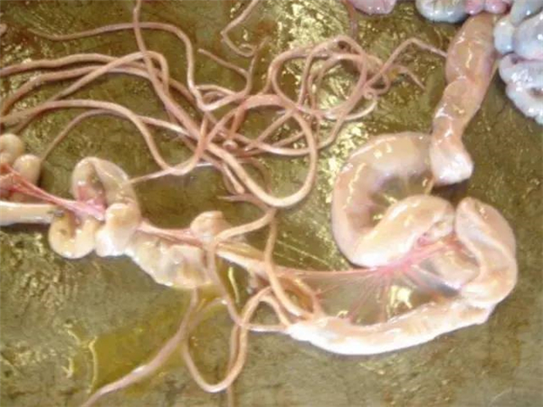寄生虫对电子游艺网站
造成的损失，如何判定猪的驱虫效果？