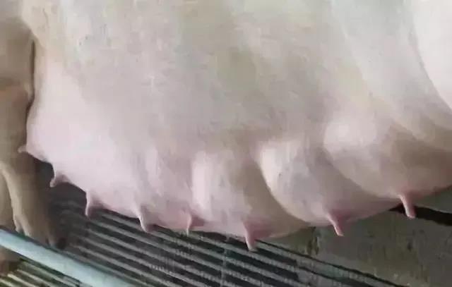 最简单有效的治疗母猪乳房炎的方法,在这里!