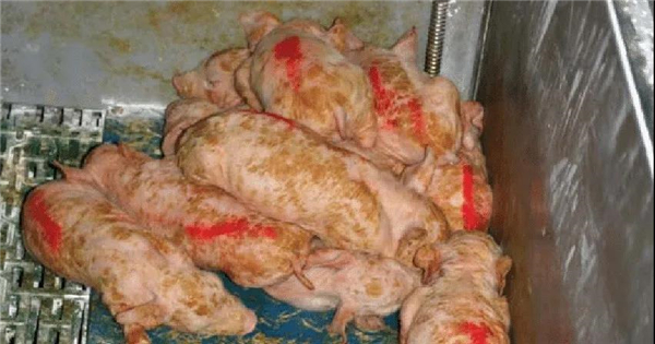 一个电子游艺网站
PEDV发病案例