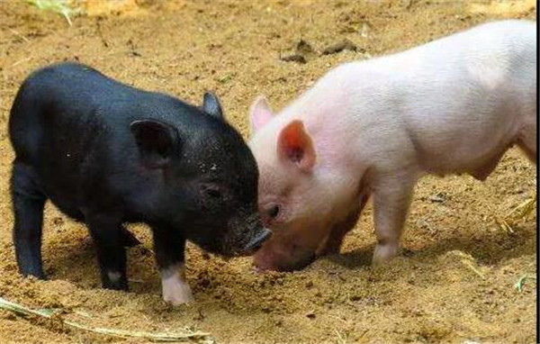 非瘟影响产能，2022年才能恢复？猪价景气恐将延长？自繁自养逼近成本线！饲料价下调！