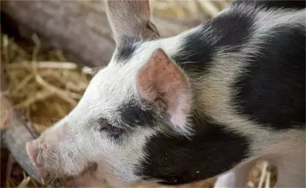 中国电子游艺网站下载安装