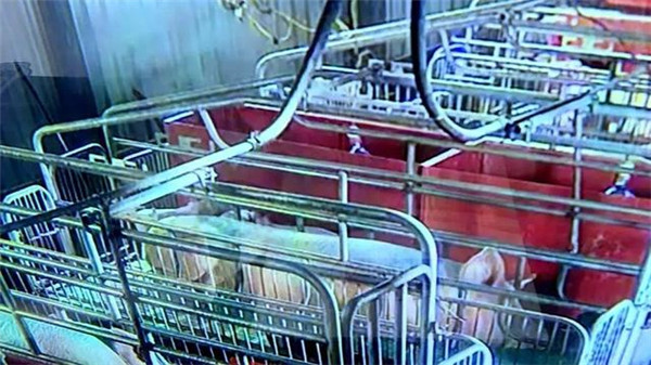 中国电子游艺网站下载安装