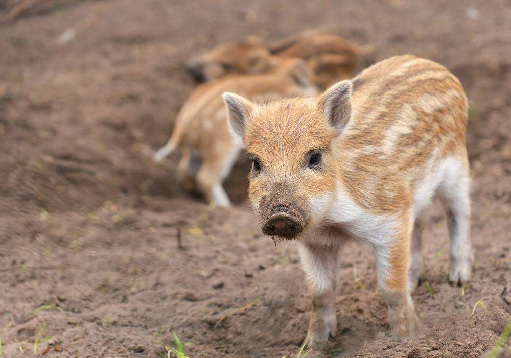观念接力！从养牛到养猪 “外来汉”找准“致富路”