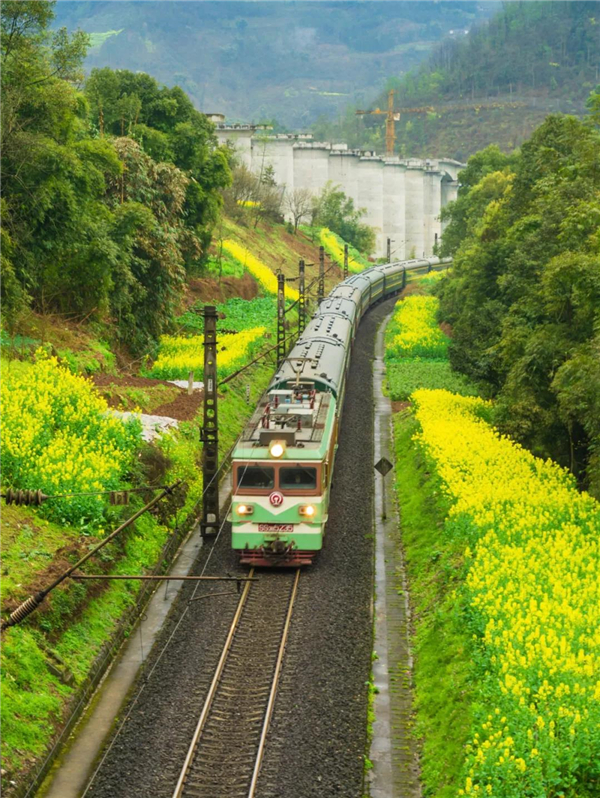 在四川攀枝花一列火车上 猪和羊成群结队穿行的画面