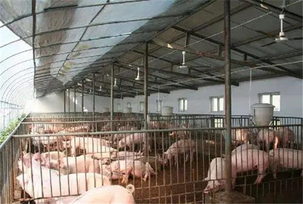 小型养电子游艺网站
猪舍怎么建设好？做好这7点