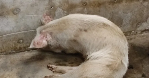 【汶川地震13年祭】猪坚强快不行了，走过14年的它实在太老了！