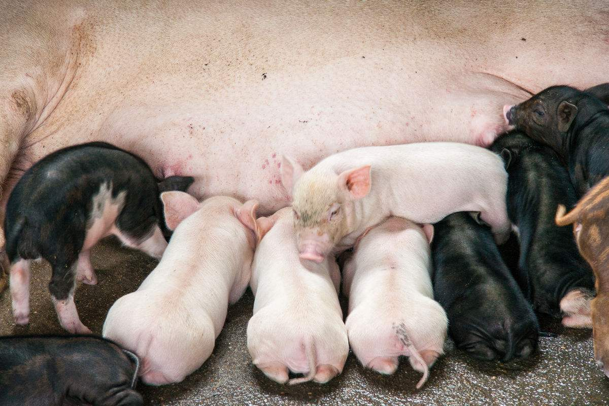 上市企业或再添一员？德康集团递交境外上市申请，携手华为AI养猪！