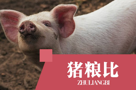 2024年5月8日猪粮比：生猪价格及玉米批发价格