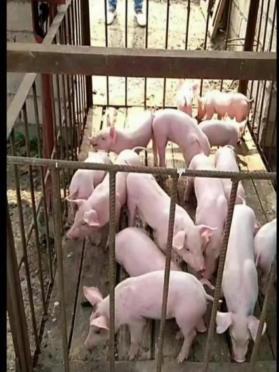 全新升级3011K，助力提升保育生产效率