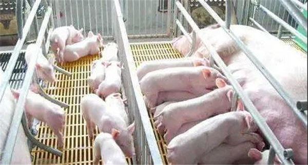 猪病防治，这五个特效药你知道吗？