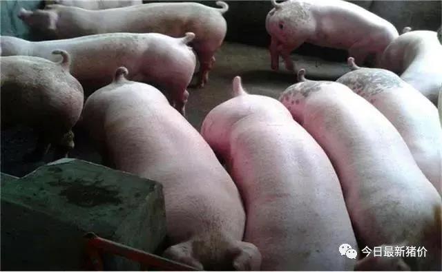 中国电子游艺网站下载安装