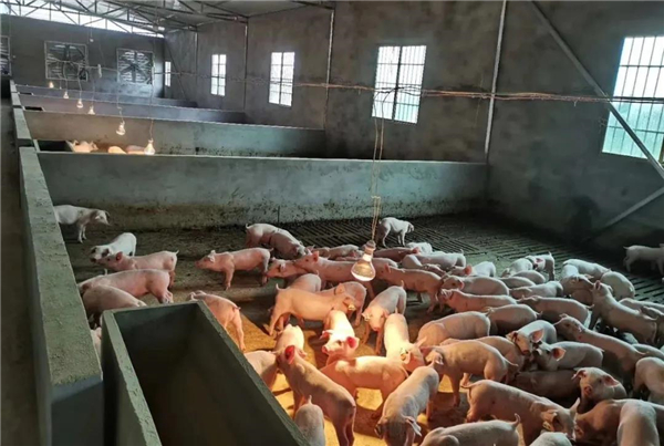 中国电子游艺网站下载安装