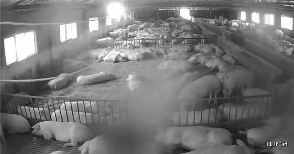 中国电子游艺网站下载安装