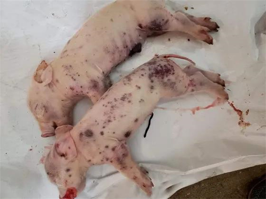 无惧非洲猪瘟？看美国养猪业是如何防控非洲猪瘟的