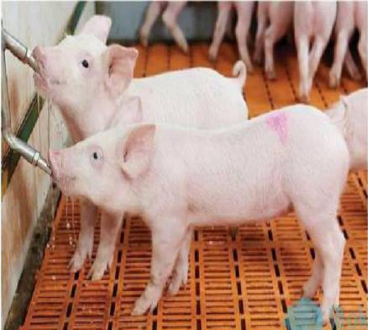 中国电子游艺网站下载安装