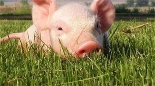 双汇进口电子游艺平台
或起风波？美国史密斯菲尔德关闭一输华厂屠宰业务！