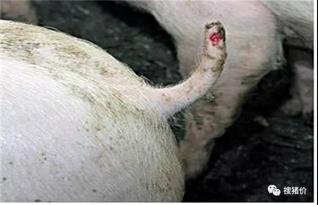 猪咬尾原因及预防措施