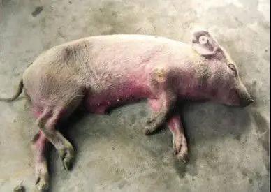 中国电子游艺网站下载安装
