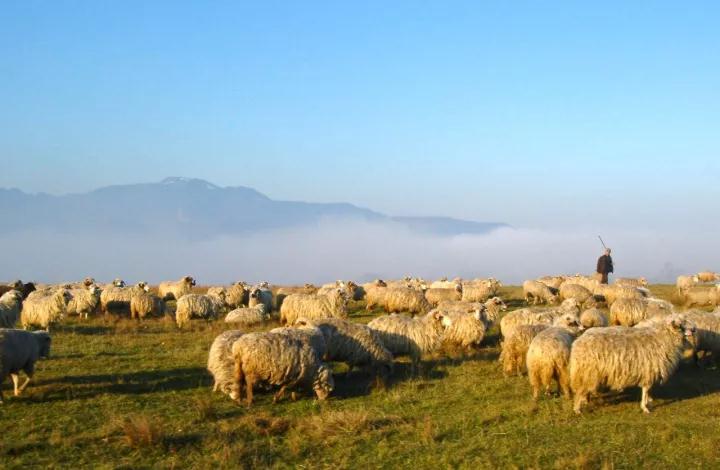 净化伪狂或能减少40亿元损失