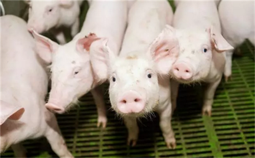 猪伪狂犬病净化的技术性措施