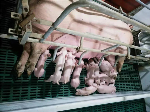 同时引进正邦AB包黄金搭档产品，小猪上槽快，采食量大，提升小猪自身免疫能力。 