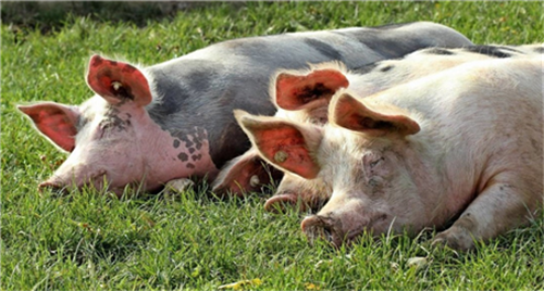 猪价腰斩不止！但电子游艺平台消费依然低迷，为何？