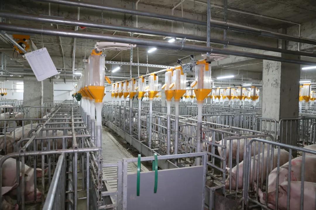 中国电子游艺网站下载安装